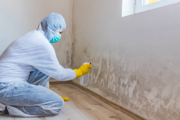 Licensed Mold Inspection And Testing service in Fredericksburg, VA - Car Mold Remediation