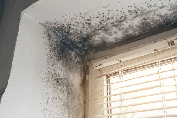Affordable Mold Inspection And Testing solutions in Fredericksburg, VA